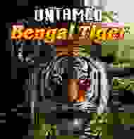 Untamed Tiger
