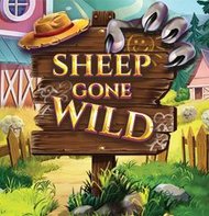 Sheep Gone Wild