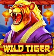 Wild Tiger