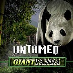 Untamed Giant Panda