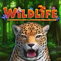 Wildlife slot game