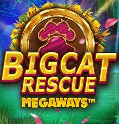 Big Cat Rescue