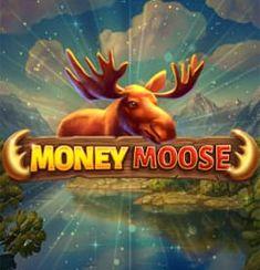 Money Moose slot game